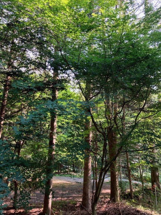 離山の緑